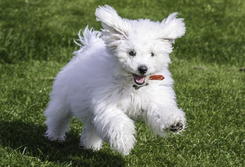 White Fluffy Puppy — Playful, Afternoon