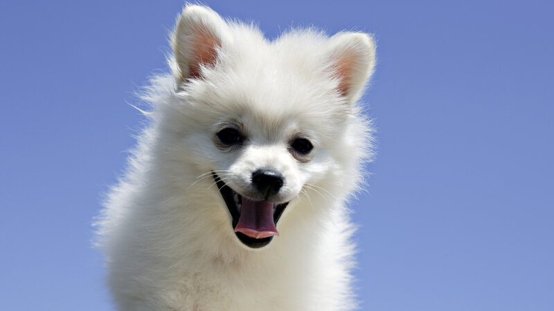 White Fluffy Puppy — Playful