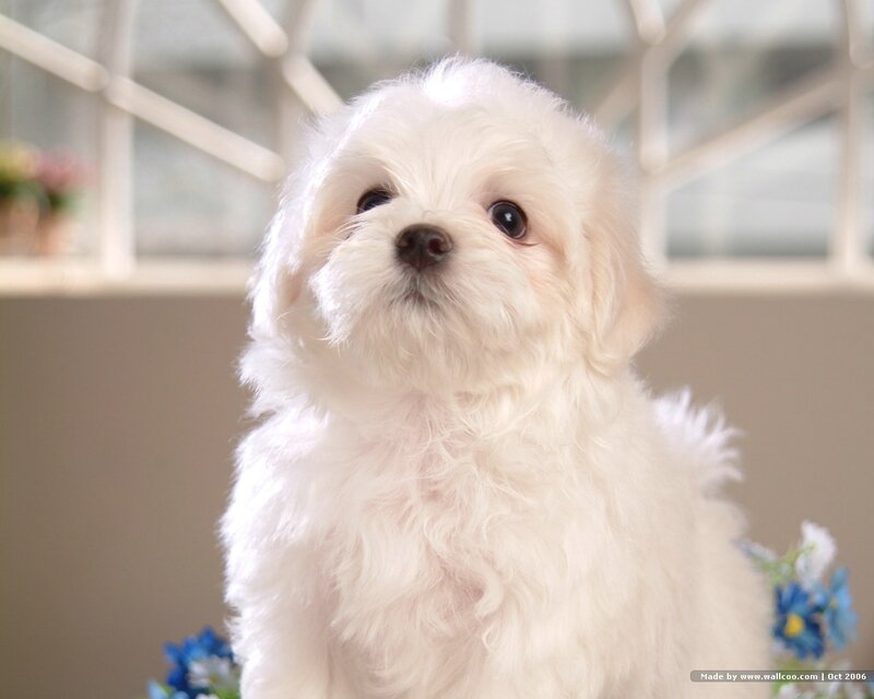 white fluffy puppy