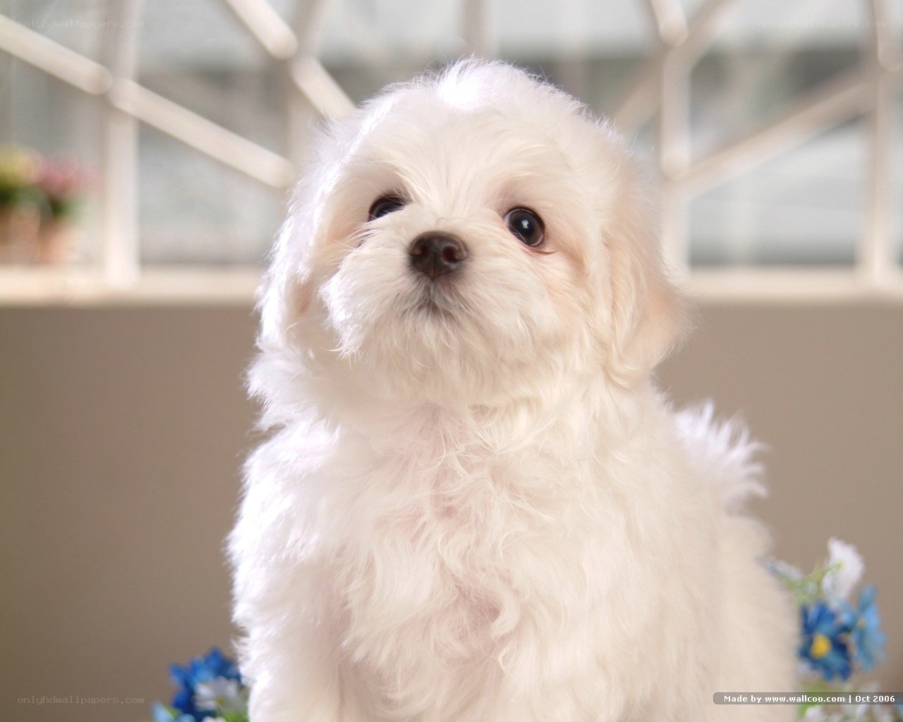 white fluffy puppy