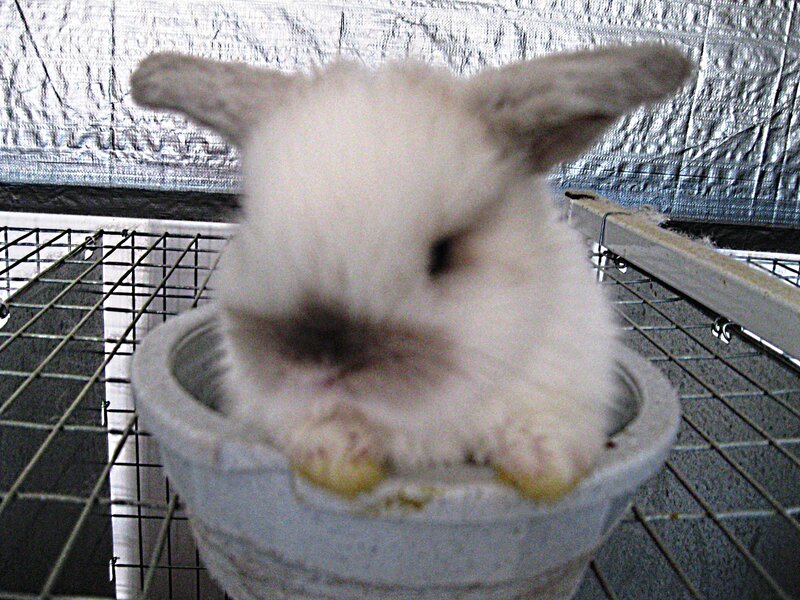 White Fluffy Rabbit — Calm, Photograph