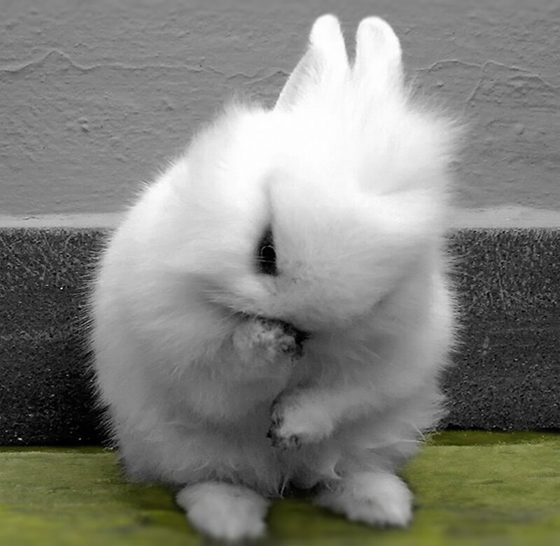 White Fluffy Rabbit — Calm, Photograph, Wall