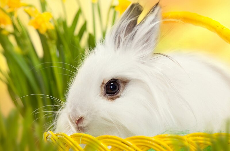White Fluffy Rabbit — Calm, Spring
