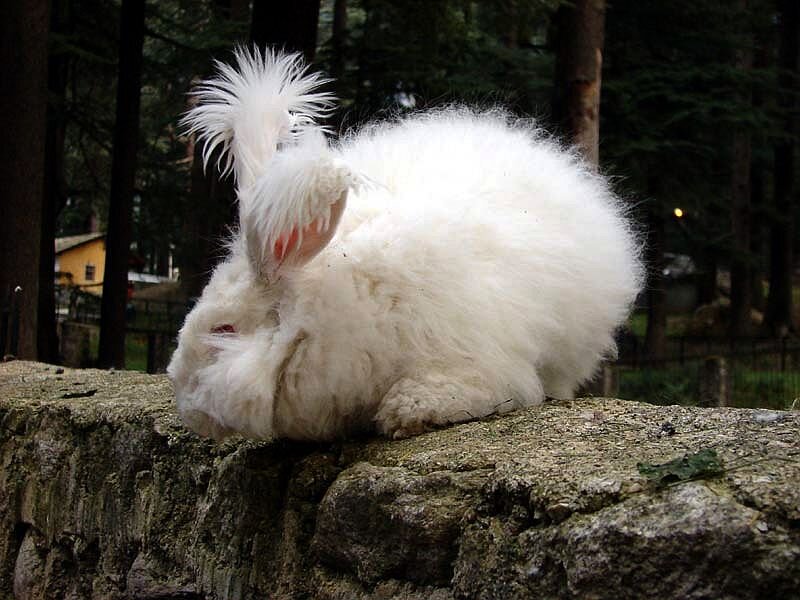 White Fluffy Rabbit — Calm