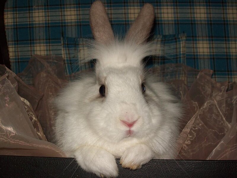 White Fluffy Rabbit