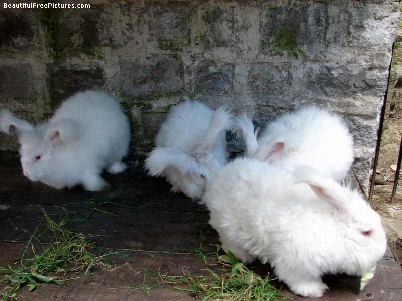 White Fluffy Rabbits