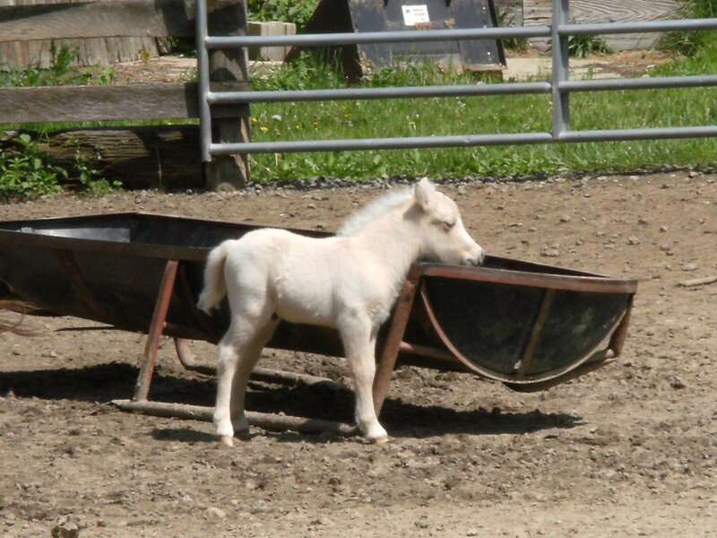 White foal near a trough
