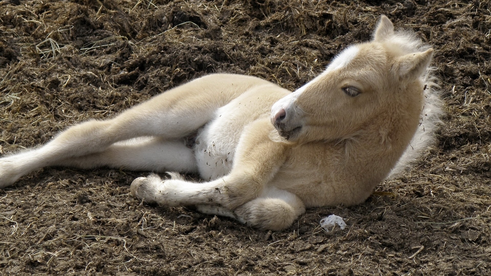 White foal resting on ground
