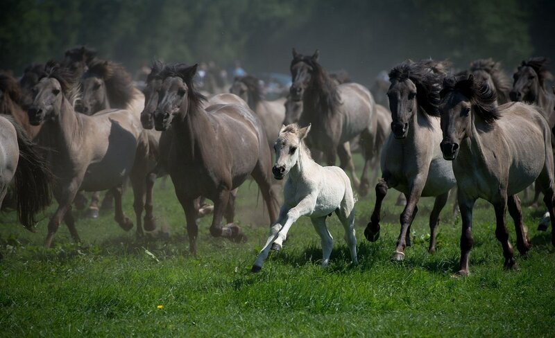 White Foal Running — Green, Dynamic, Afternoon