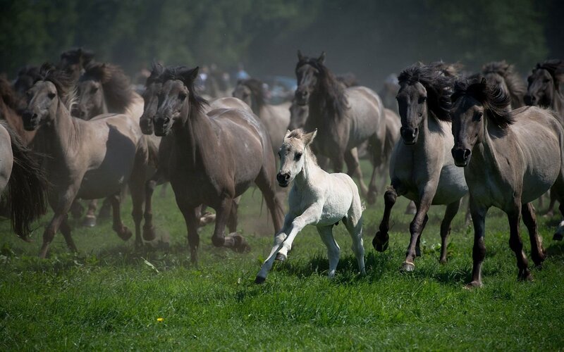 White Foal Running — Green