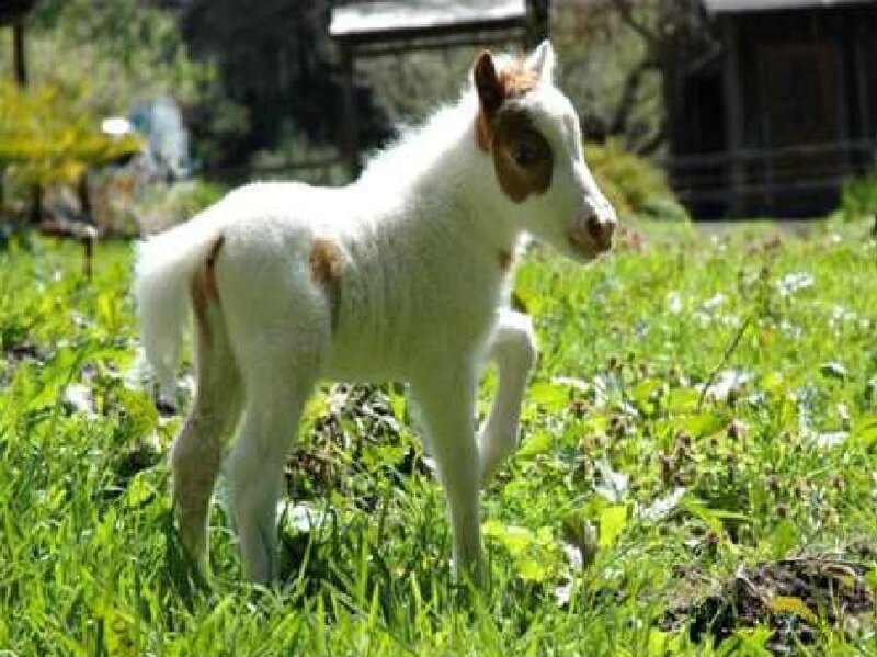 White Foal with Brown Spots