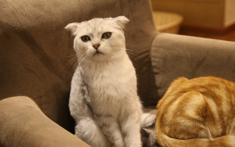White Folded-ear Cat