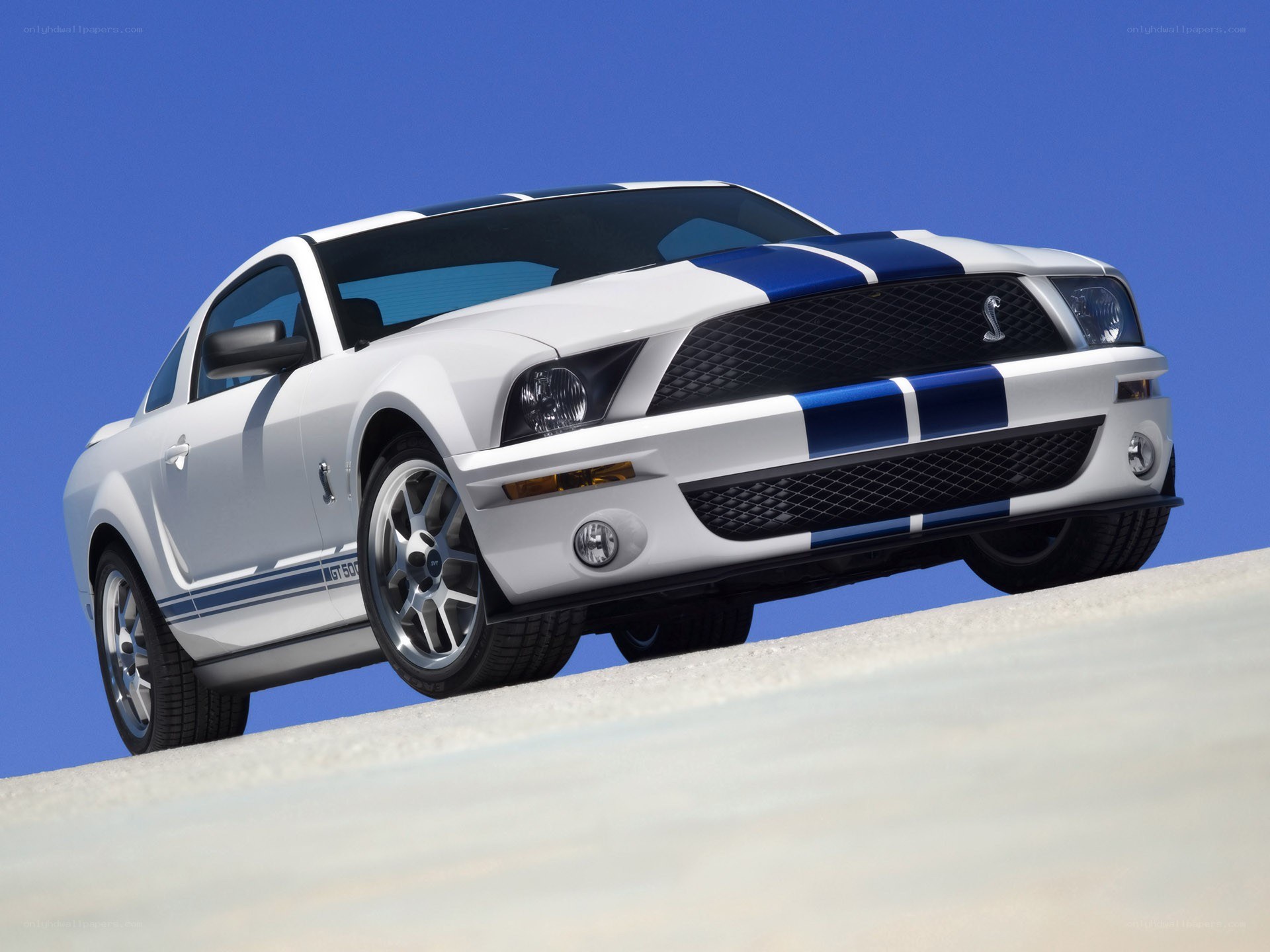 white ford shelby gt500