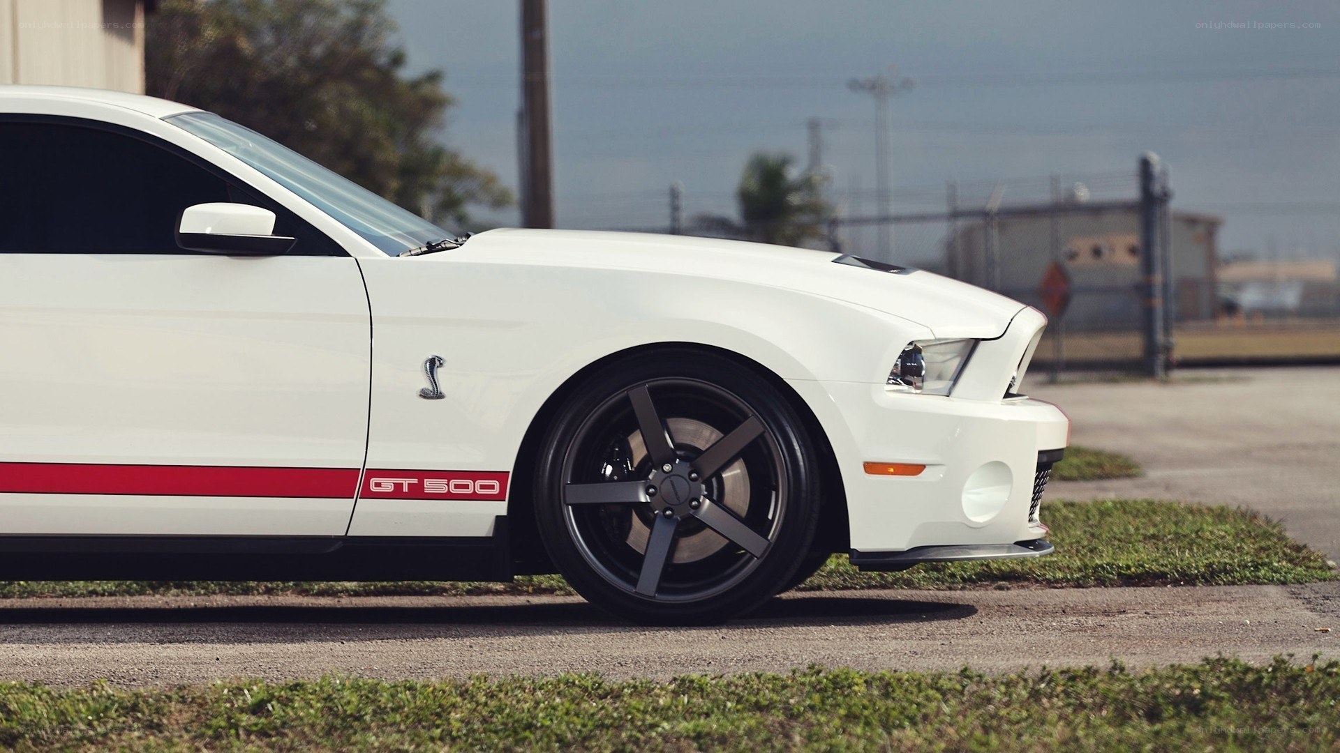 white ford shelby gt500