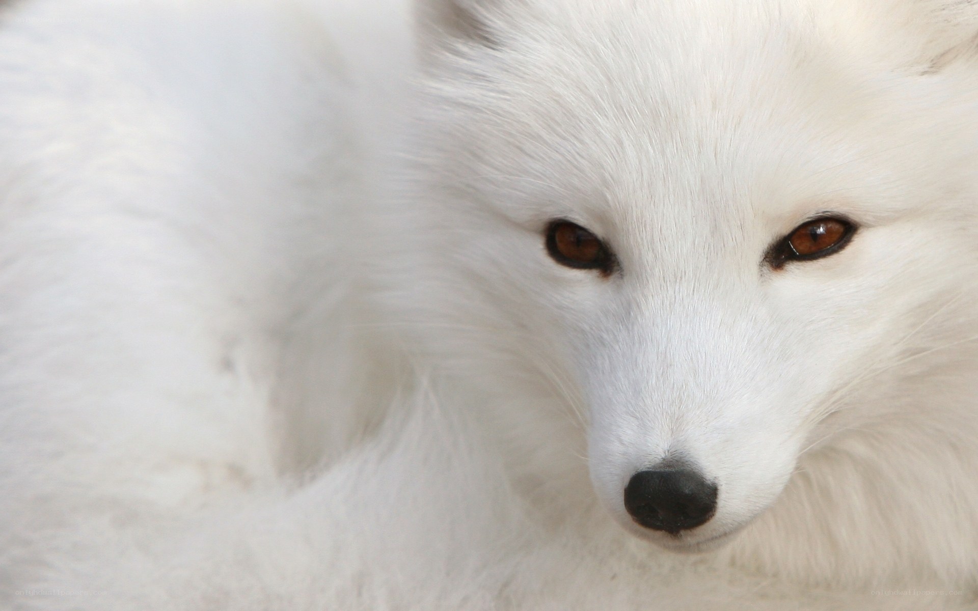 white fox close-up