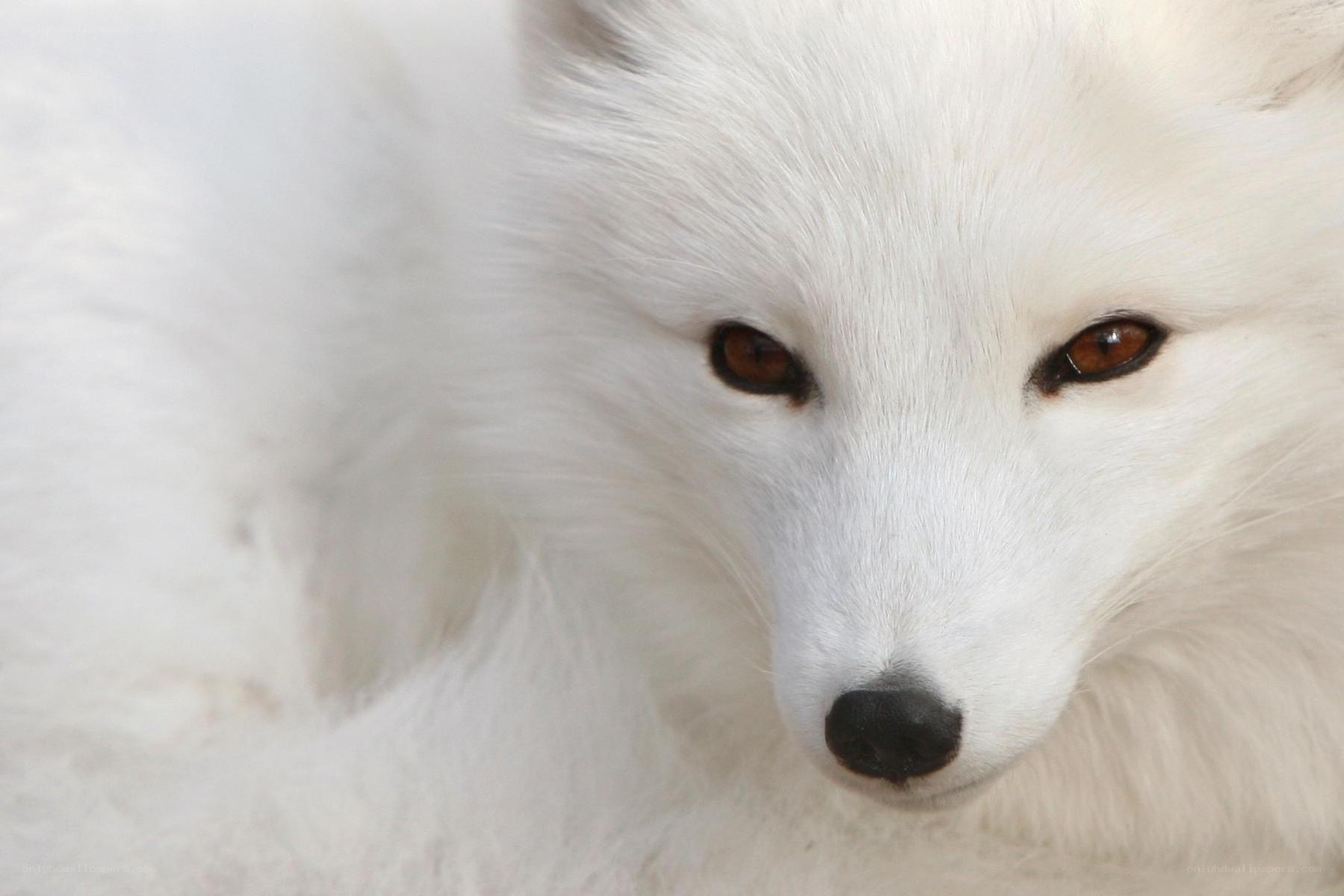 white fox close-up