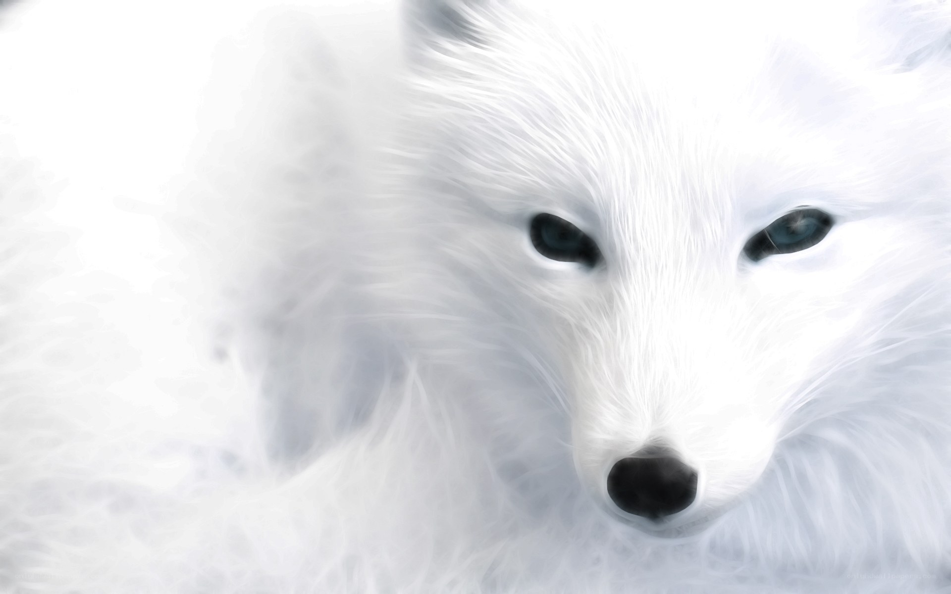 white fox close-up portrait