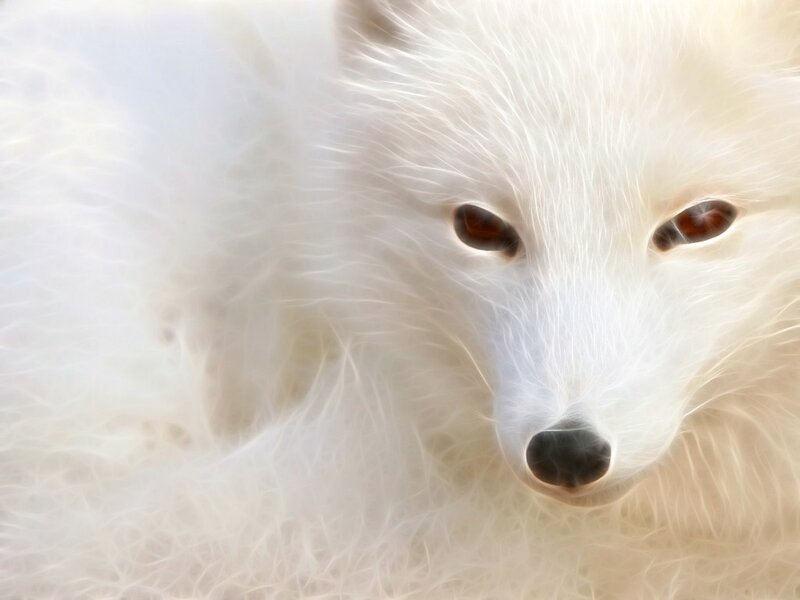 white fox close-up portrait