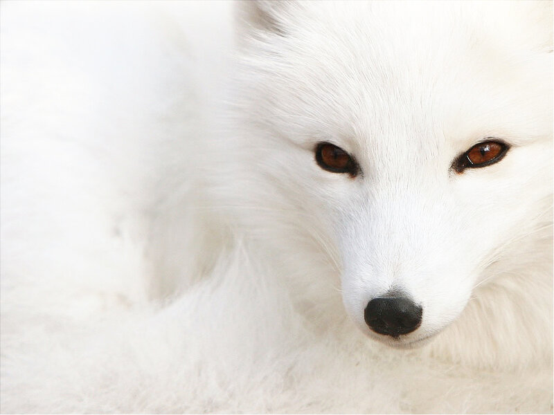 white fox close-up portrait