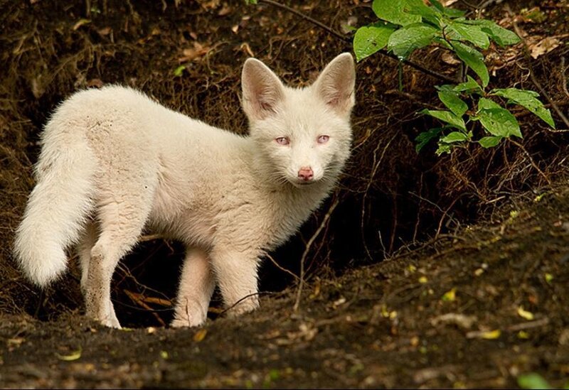 White Fox Cub