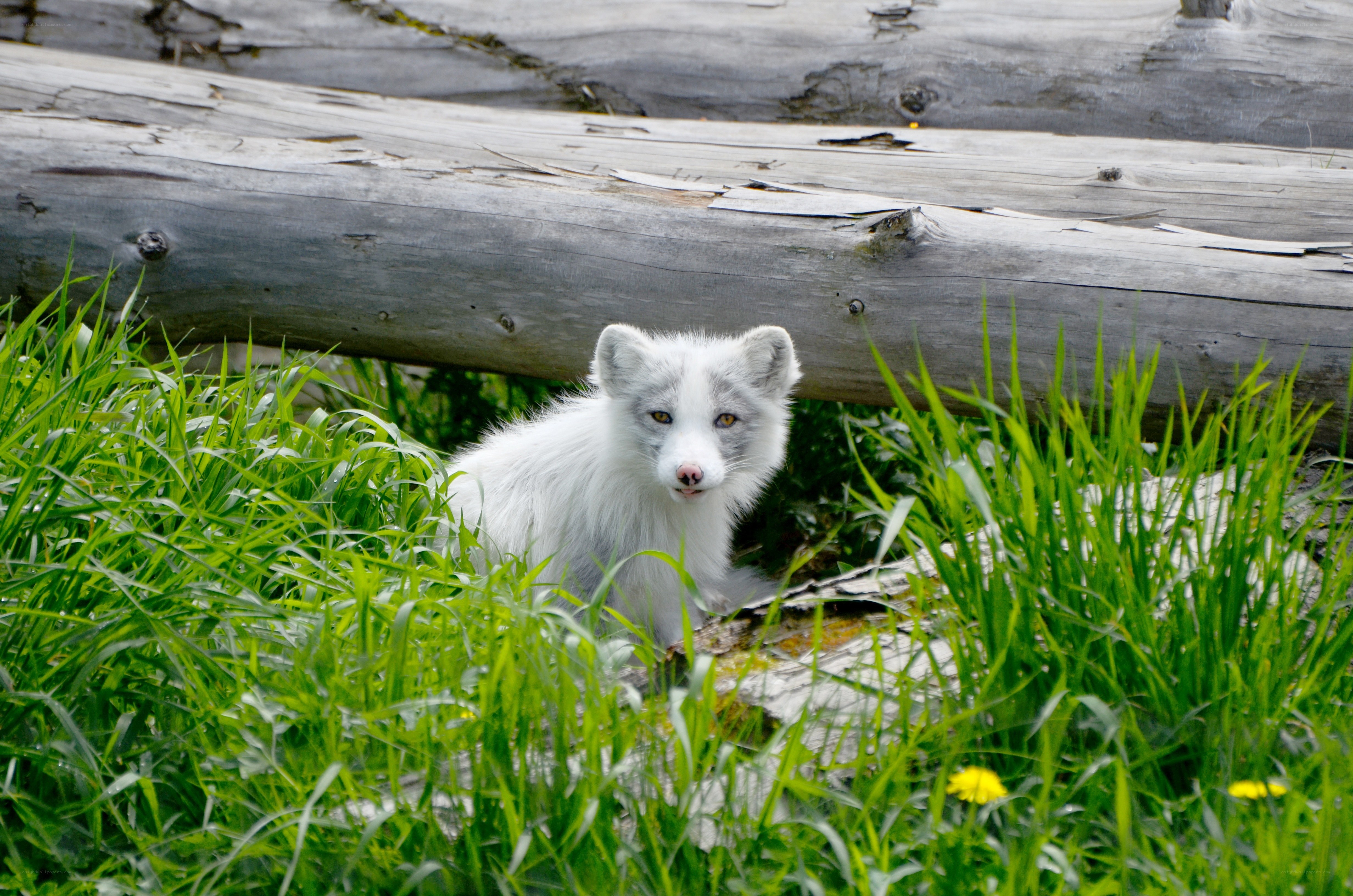 White fox in green grass