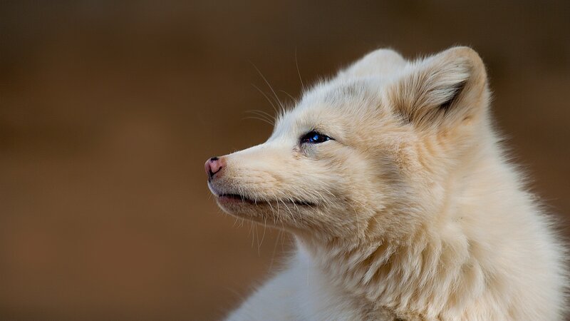 white fox in profile