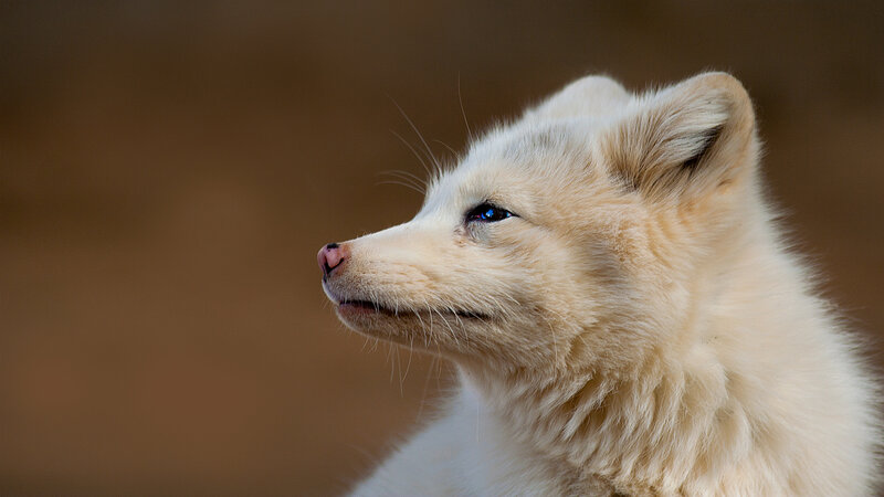 white fox in profile