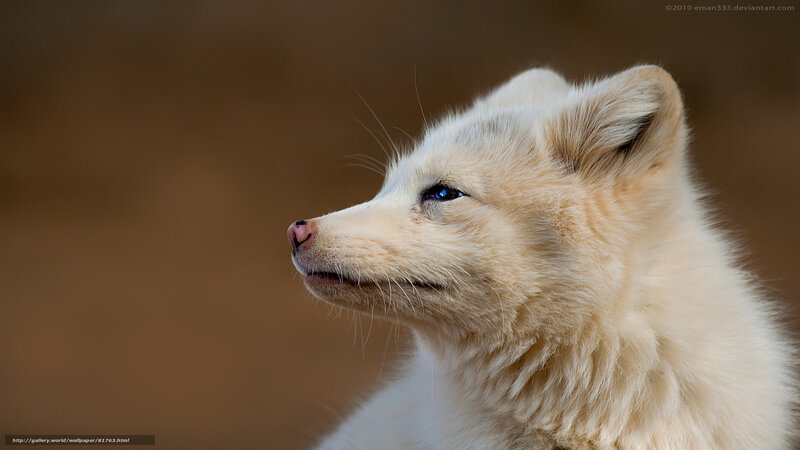 white fox in profile