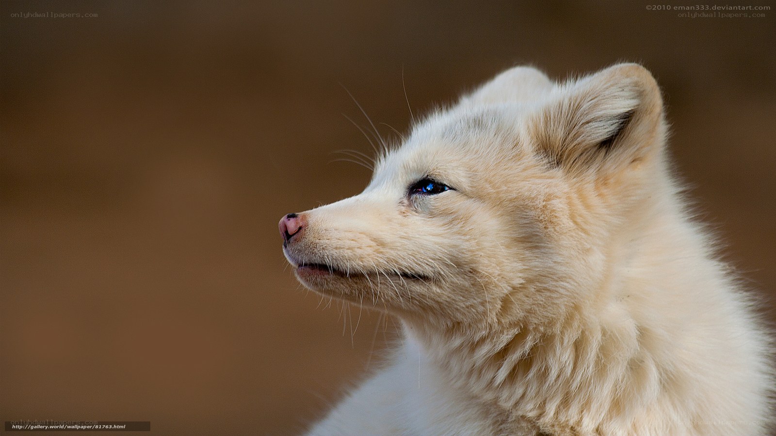 white fox in profile