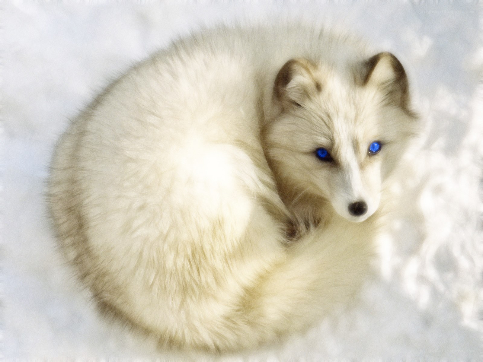 white fox in snow