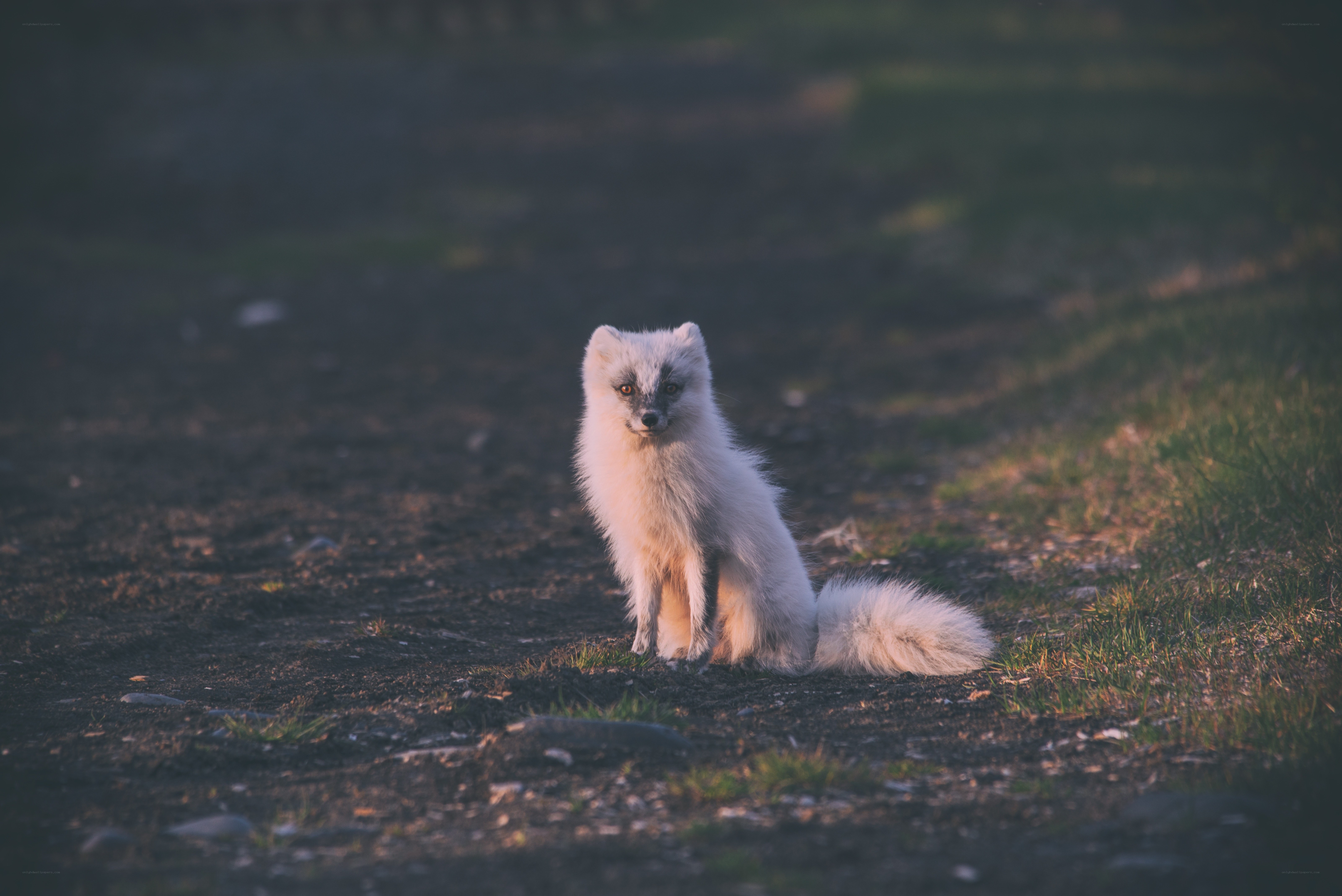 white fox in the wild