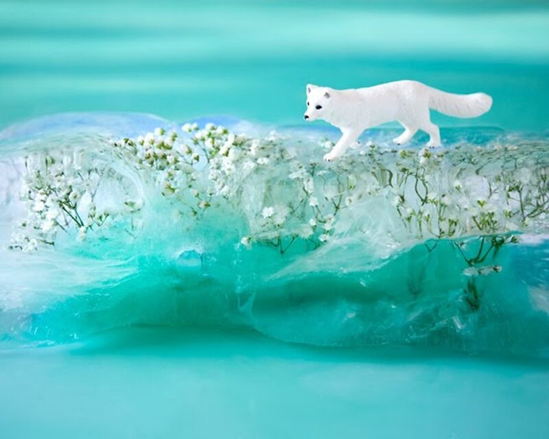 White Fox on Ice