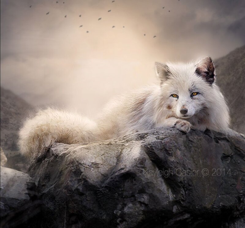 White Fox on Rock