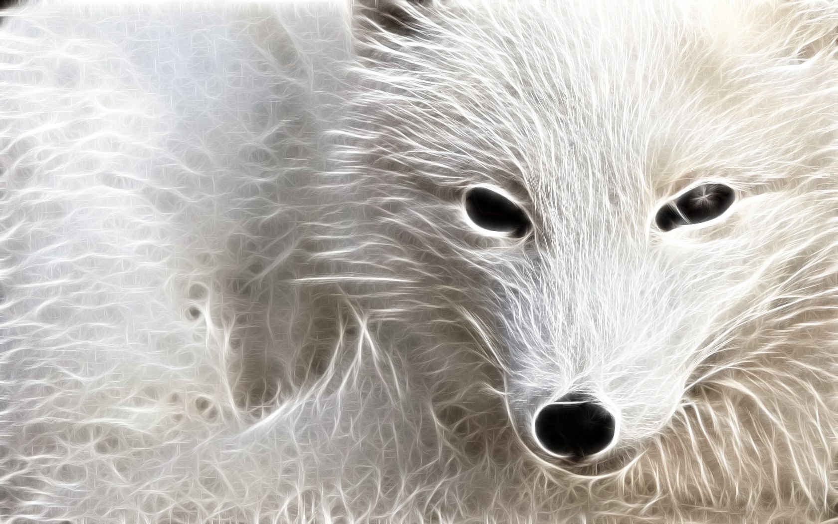 white fox portrait
