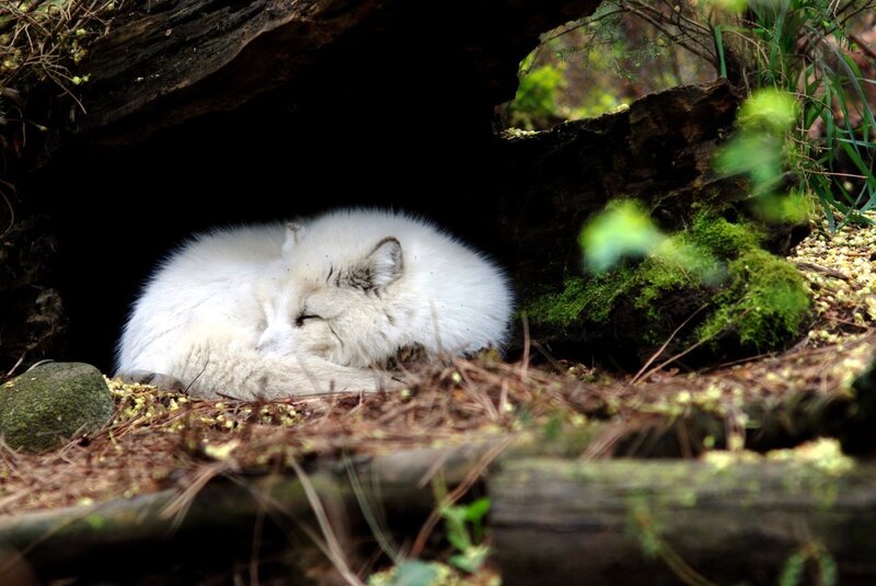White fox sleeping in a den