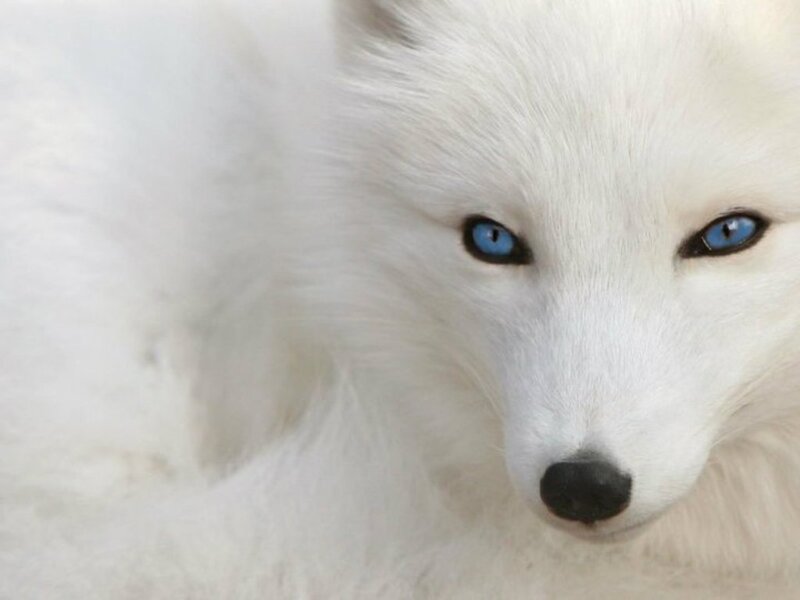 White Fox with Blue Eyes — Calm, Photograph