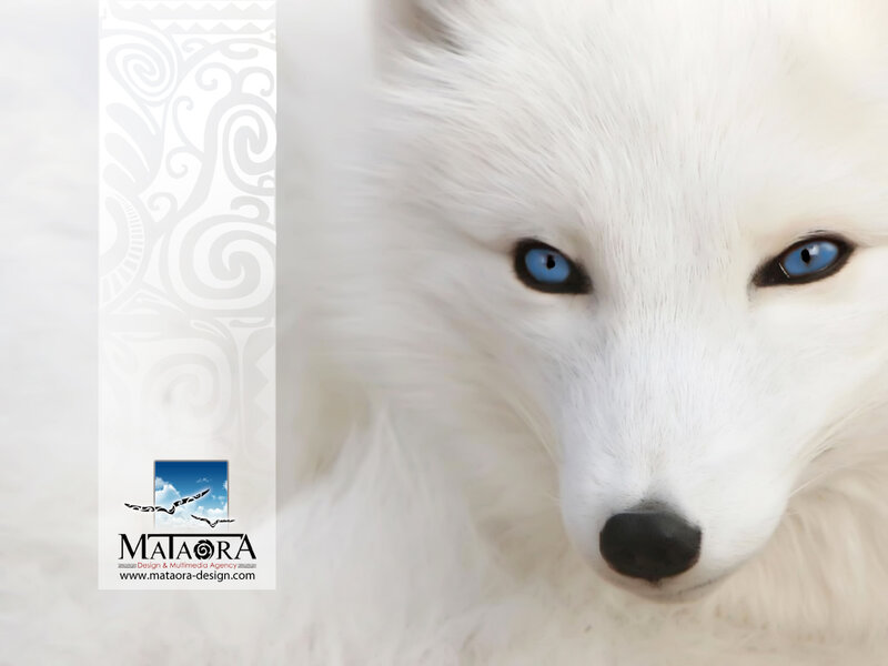 White Fox with Blue Eyes — Calm