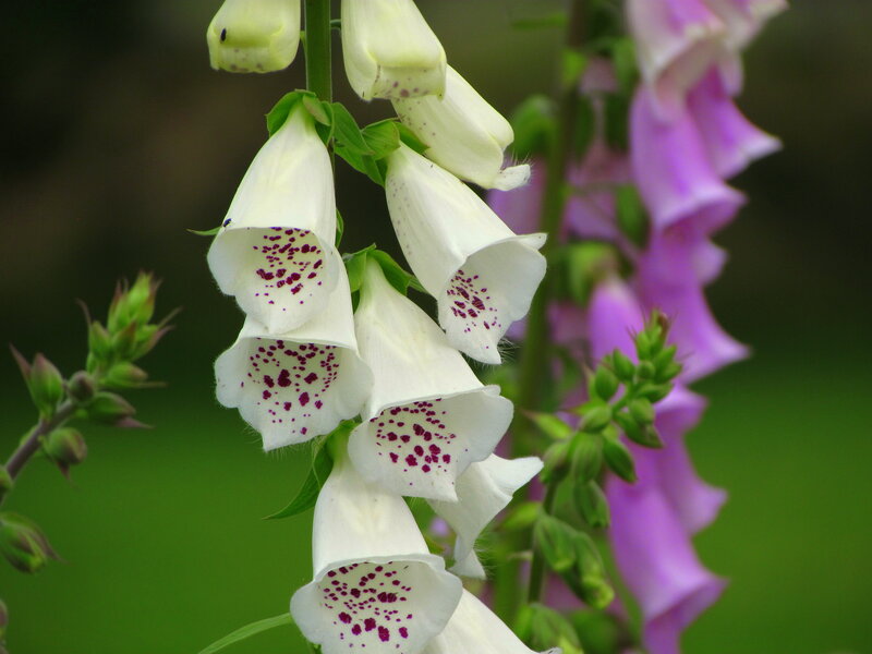 White Foxglove Flowers