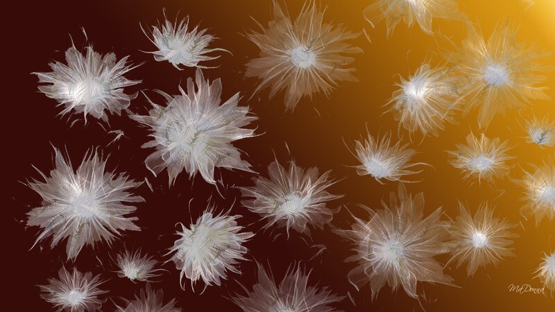 White Fractal Flowers