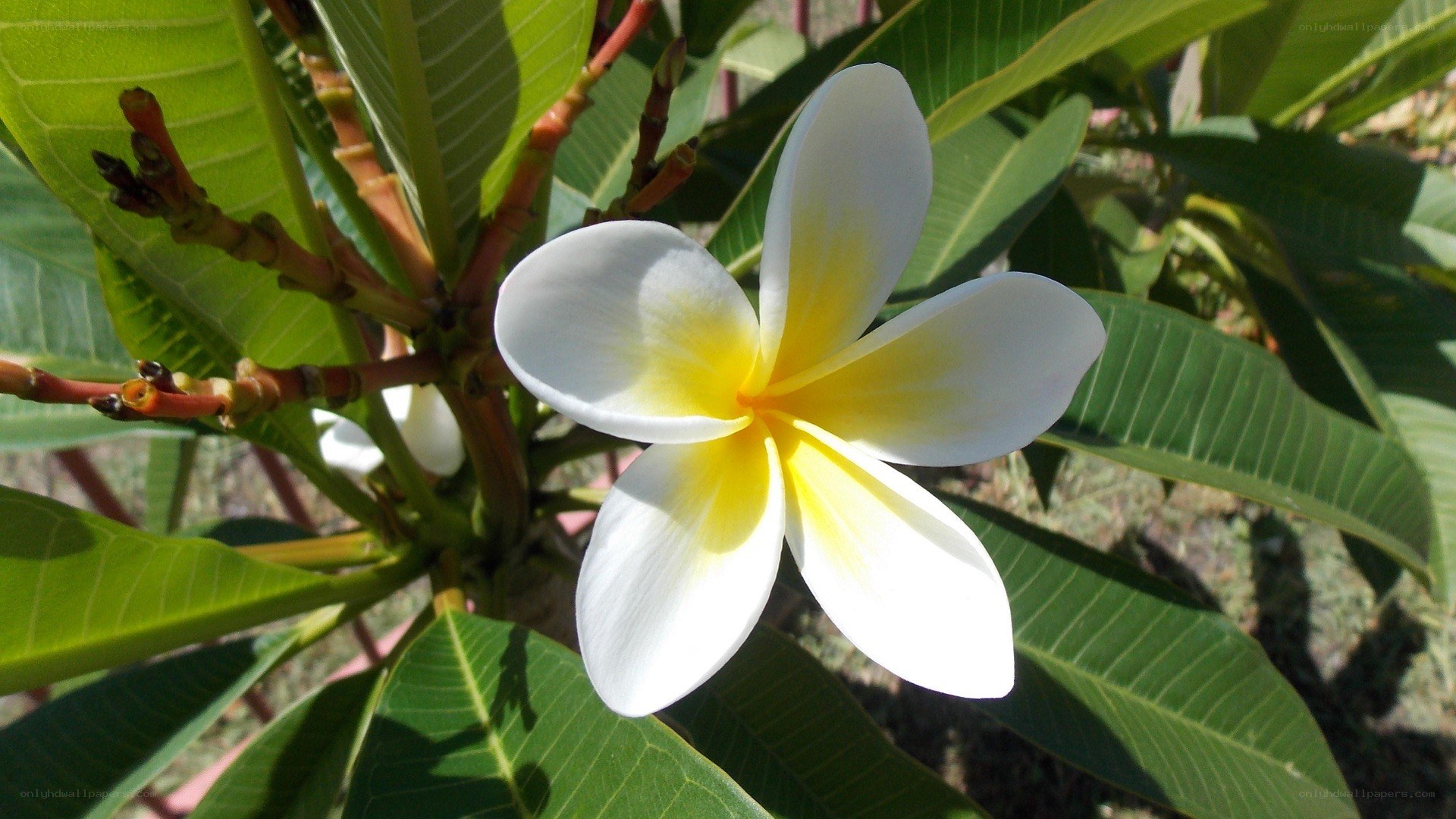 white frangipani flower