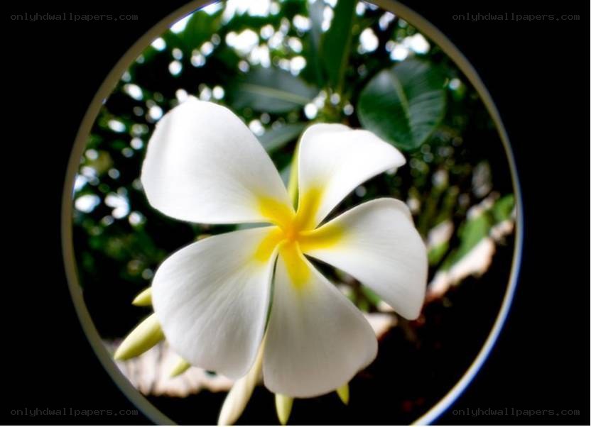 white frangipani flower