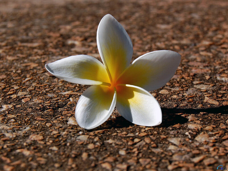 white frangipani flower