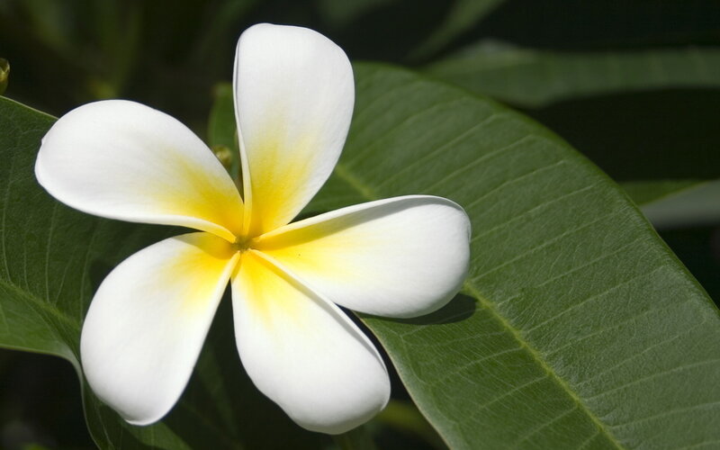 white frangipani flower