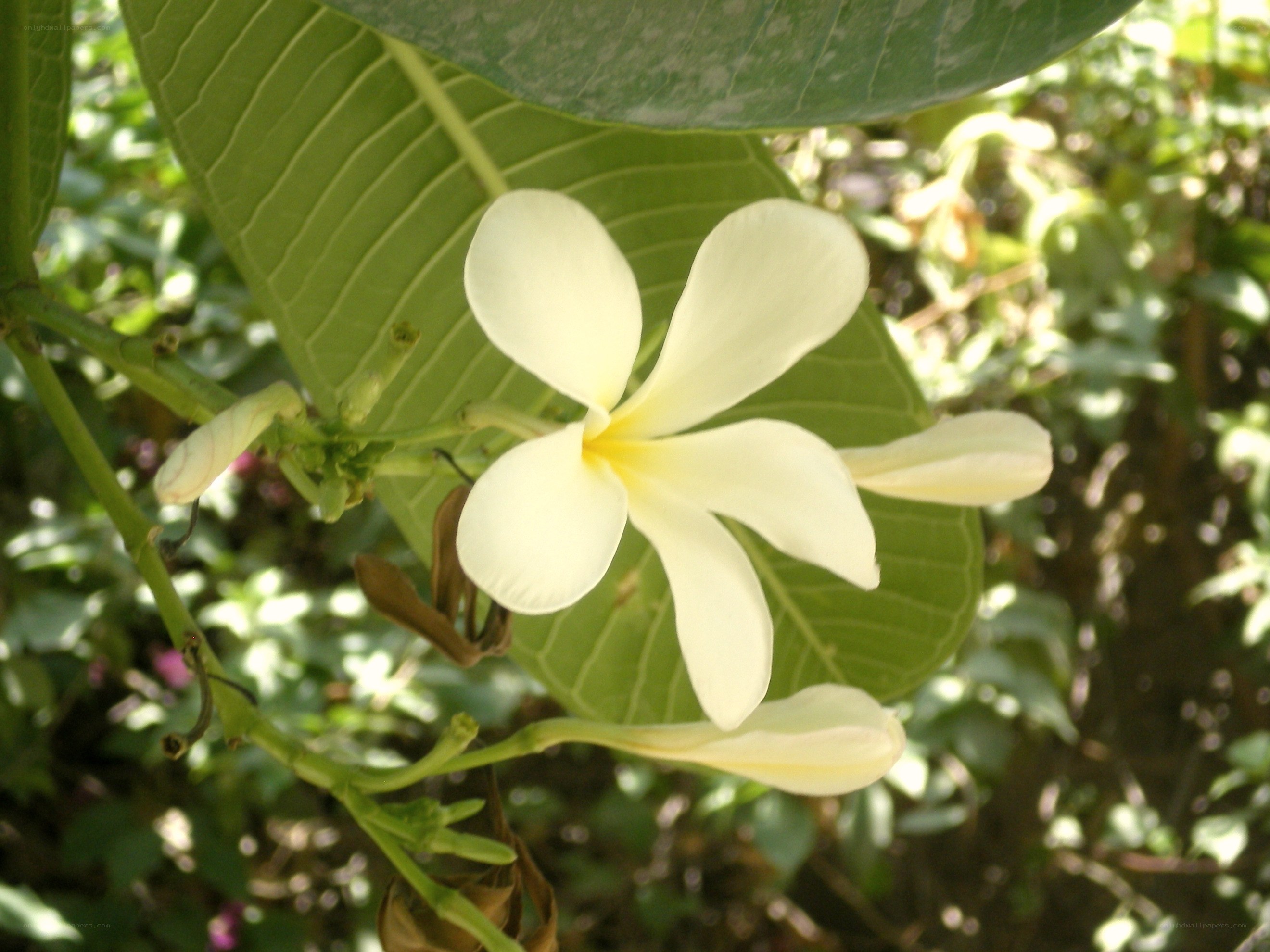white frangipani flower