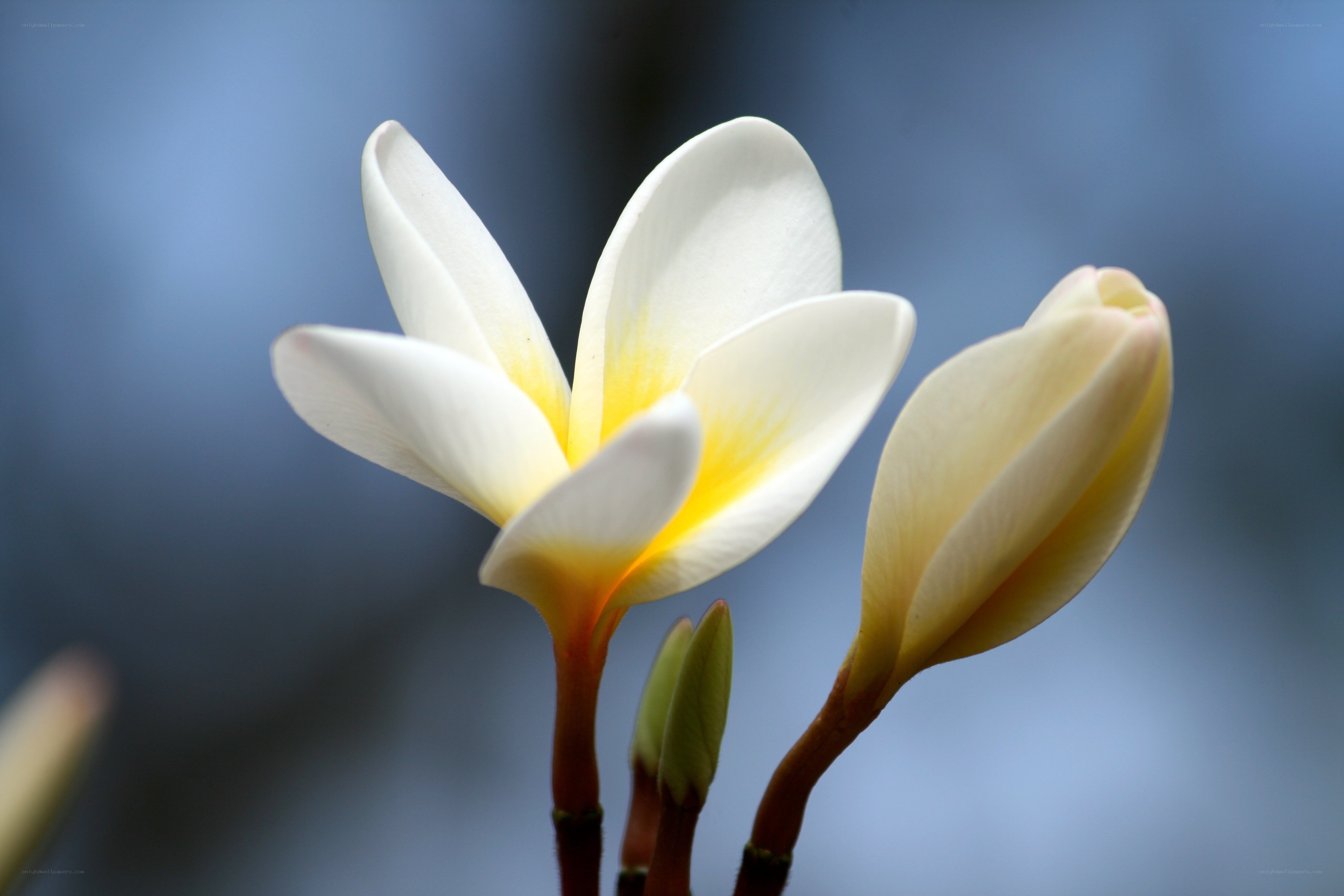 White frangipani flower