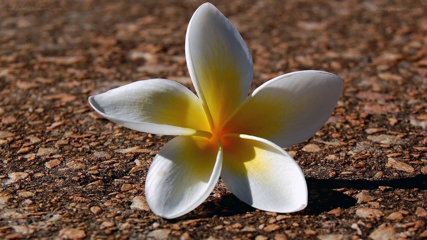 white frangipani flower
