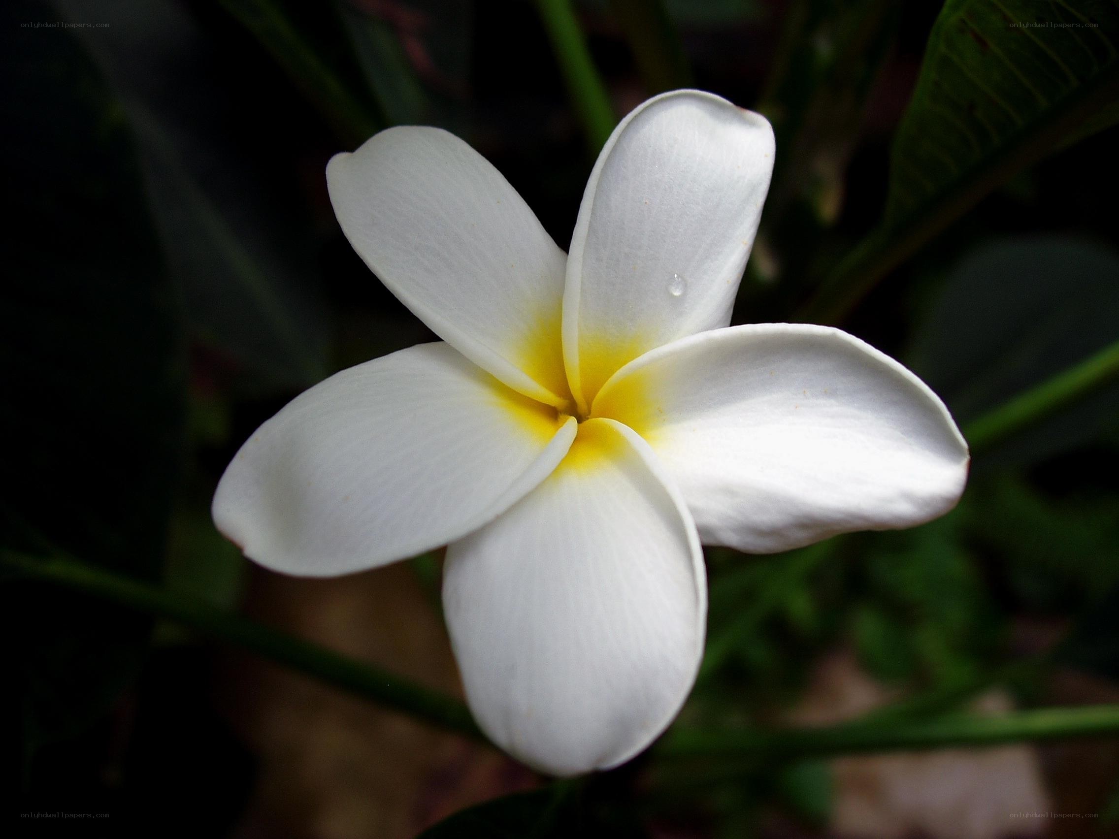 white frangipani flower