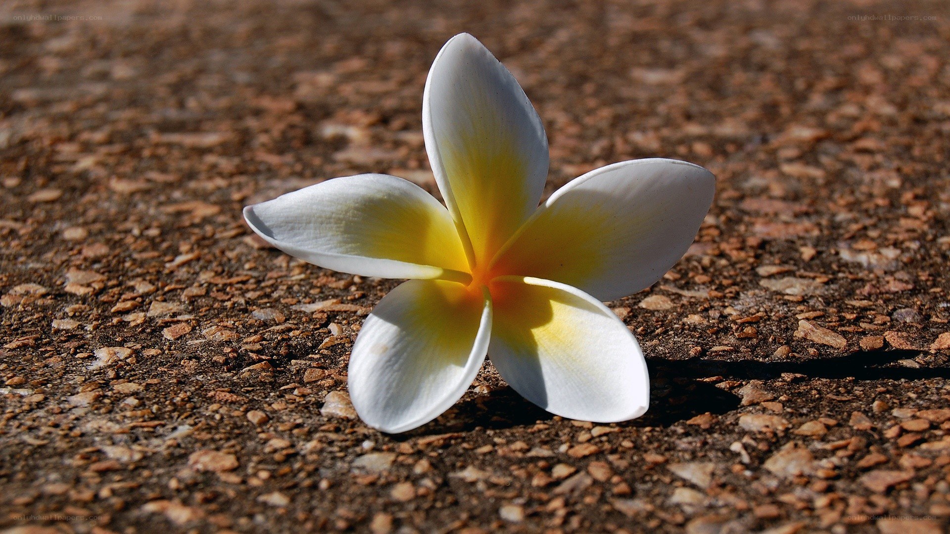 white frangipani flower