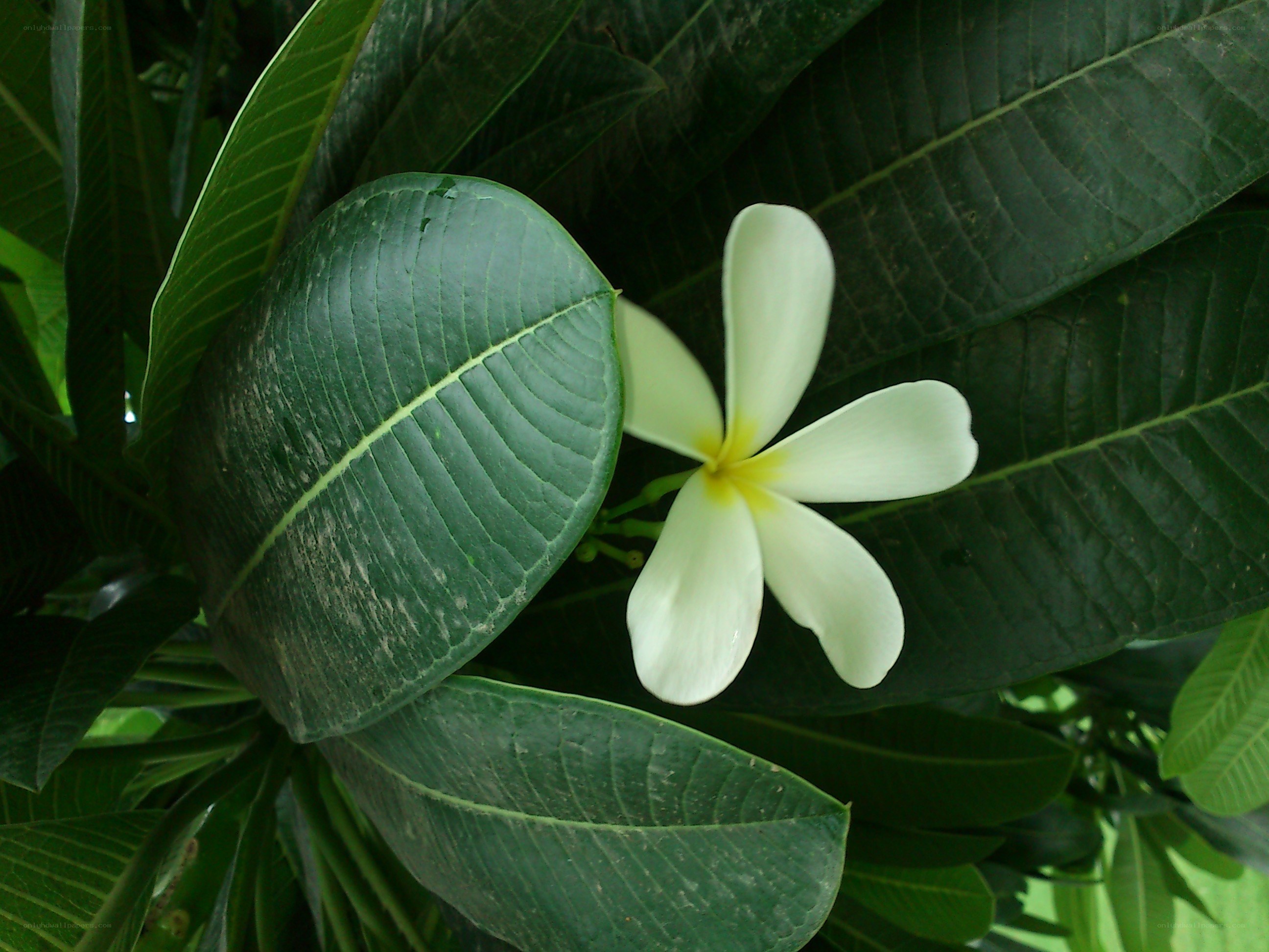 white frangipani flower