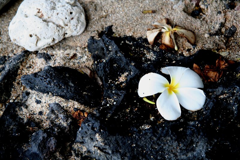White Frangipani Flower — Black, Serene, Photograph